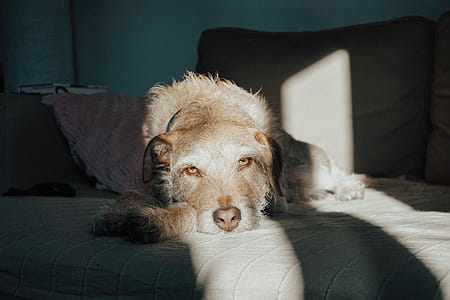 Dog Lying On Couch thumbnail