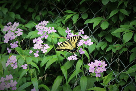 Beige and Black Butterfly on Purple Flower during Daytime thumbnail
