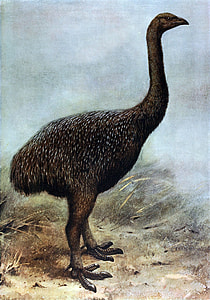 The Extinct Giant Moa - Megalapteryx didinus thumbnail