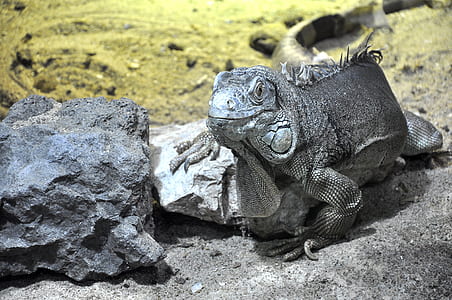grey bearded dragon laying on grey rock thumbnail