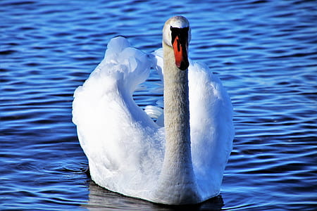 swan on body of water thumbnail