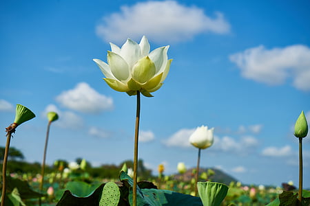 white and green flower thumbnail