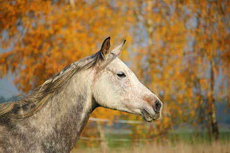 shallow focus photography of horse head thumbnail