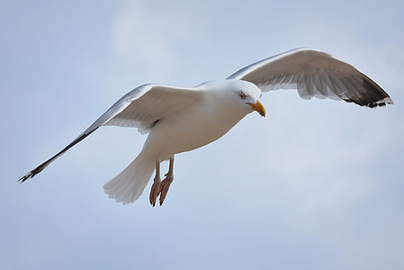 white bird thumbnail