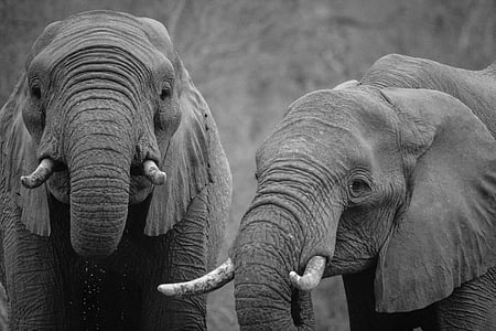 animal photography of two elephants thumbnail