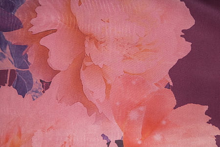 closeup photo of pink petaled flower thumbnail