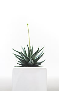 green snake plant thumbnail