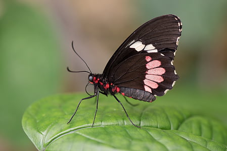 close-up photo of small postman on green leaf plant thumbnail