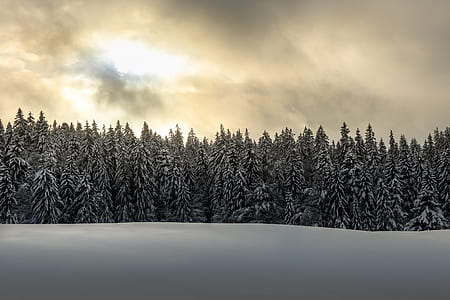 green leafed tree covered with snow during daytime thumbnail