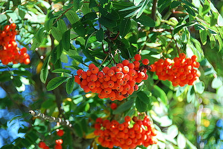 ripe red fruits growing during daytime thumbnail