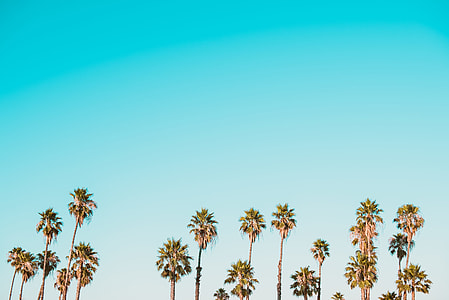 coconut trees under clear sky during daytime thumbnail