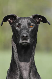 medium short-coated black dog thumbnail
