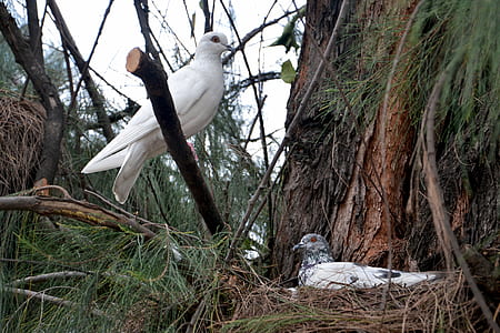 white dove standing on branch thumbnail