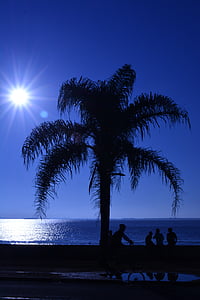 silhouette of palm tree during daytime thumbnail