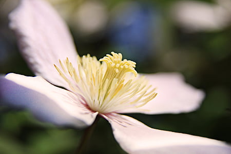 white petaled flower thumbnail
