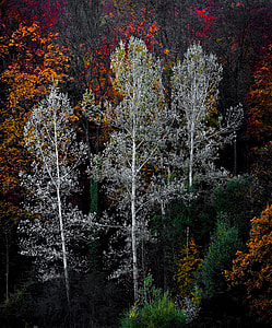 assorted-color trees lot thumbnail