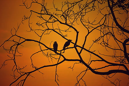 dawn, nature, sky, sunset thumbnail