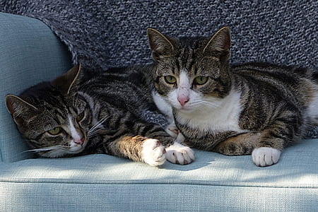 two brown tabby cats on gray sofa thumbnail