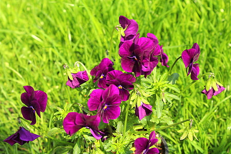 purple pansies in bloom at daytime thumbnail