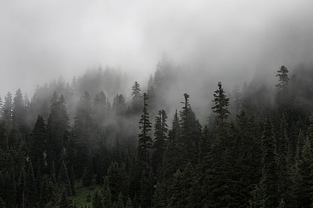 pine trees with fog taken during daytime thumbnail