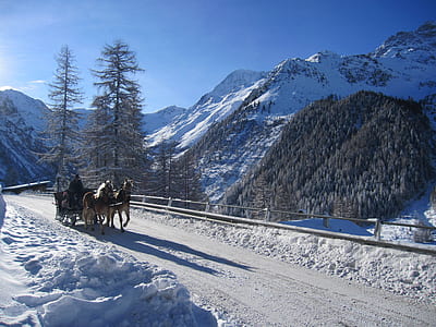 two brown horse on snow road thumbnail