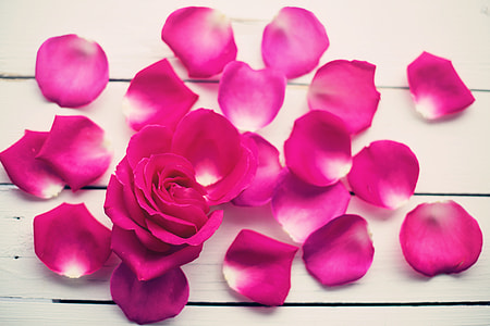pink rose petals on table thumbnail