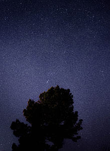 silhouette photo of trees under constellation of stars thumbnail