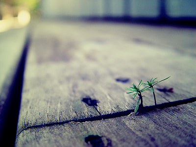 green leafed shoot on wooden parquet thumbnail