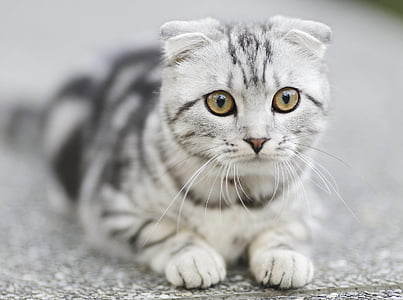 short-fur black and white cat thumbnail