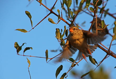 flight, nature, bird, flying thumbnail