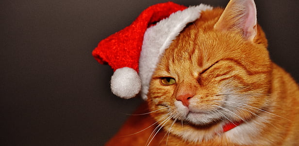 photo of orange tabby cat wearing Santa hat thumbnail