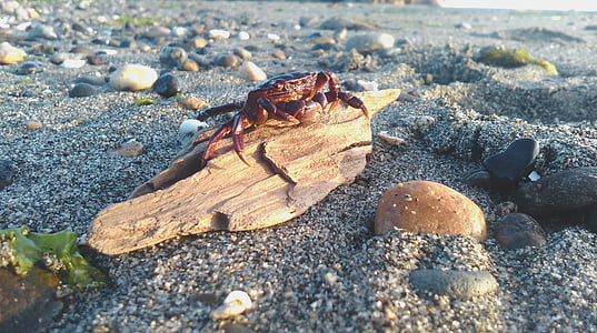 brown crab on tree log thumbnail