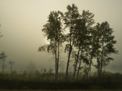 green leafed trees covered with fog thumbnail