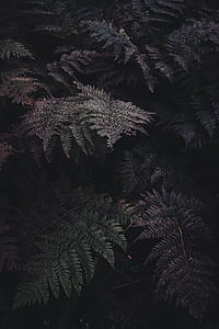 fern plant thumbnail