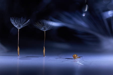 two white dandelion flowers thumbnail