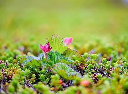 closeup photography of pink petaled flower thumbnail