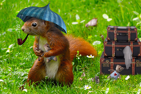 brown squirrel white blue hat and brown smoking pipe in shallow focus photography thumbnail