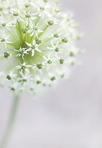 white and green flowers thumbnail