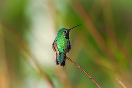 selective focus of green and brown bird thumbnail
