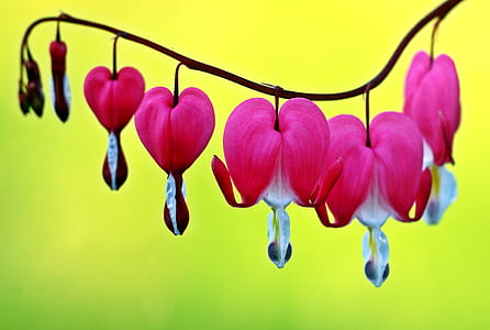pink bleeding heart vines close up photo thumbnail