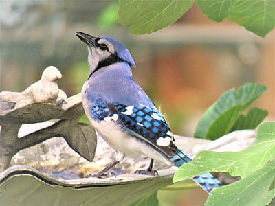 purple, white, and blue bird thumbnail