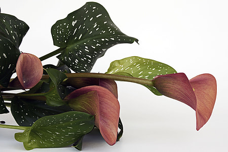 close-up photo of red calla lilies on white surface thumbnail