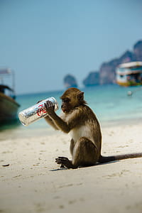 beach, monkey, animal, drink thumbnail