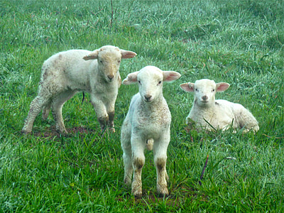 three white sheeps on green grass field thumbnail
