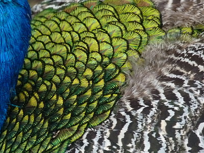 blue, green, and black peacock feathers thumbnail