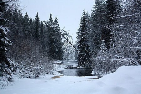 trees near lake in winter photo thumbnail