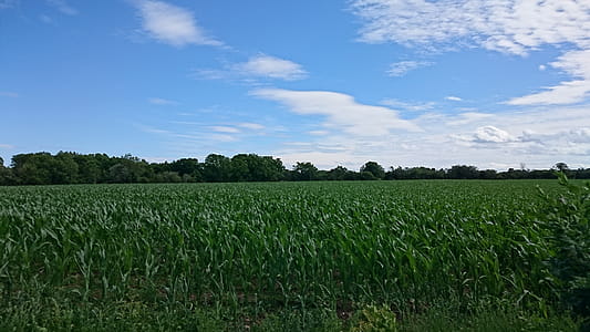 Green Corn Field thumbnail