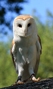 focused photography of white and brown owl thumbnail