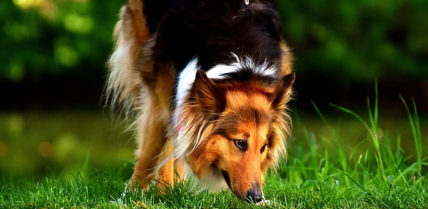 adult brown, black, and white border Collie sniffing on grass thumbnail