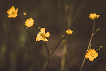 closeup photo of yellow petaled flowers thumbnail